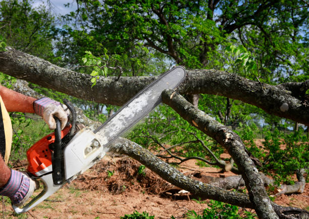 How Our Tree Care Process Works  in  Oakland, MD